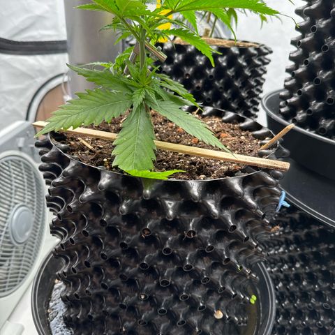 👍 Joey 4 RIP Enharda Rum  growlog photo: 🍄‍🟫 
