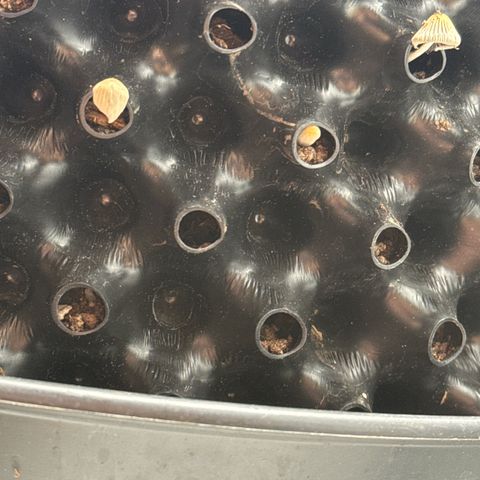 👍 Joey 4 RIP Enharda Rum  growlog photo: 🍄‍🟫 