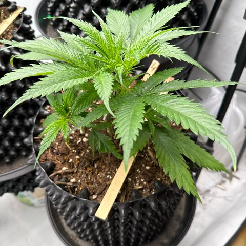 👍 Joey 4 RIP Enharda Rum  growlog photo:  Die Nummer vier gedeiht prächtig und ist richtig gesund und voll power . 