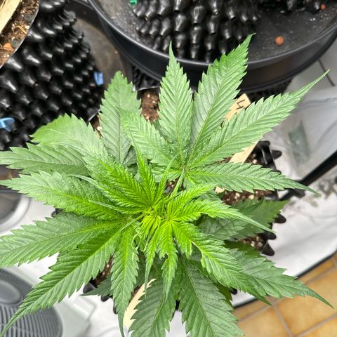 👍 Joey 4 RIP Enharda Rum  growlog photo:  Die Nummer vier gedeiht prächtig und ist richtig gesund und voll power . 