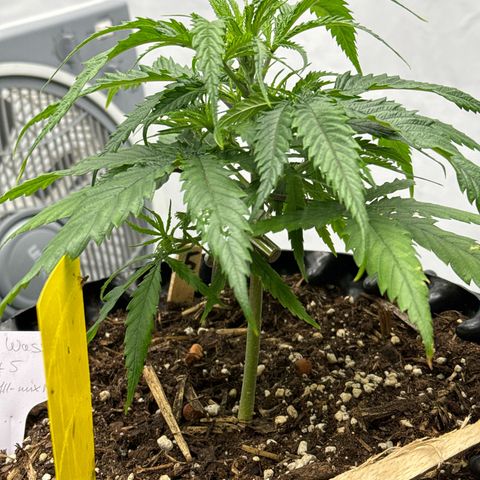 👍 Joey 5 RIP Enharda Rum  growlog photo:  Nummer fünf wächst auch gut und entpuppt sich auch stark . 