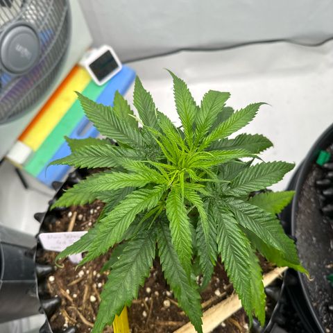 👍 Joey 5 RIP Enharda Rum  growlog photo:  Nummer fünf wächst auch gut und entpuppt sich auch stark . 
