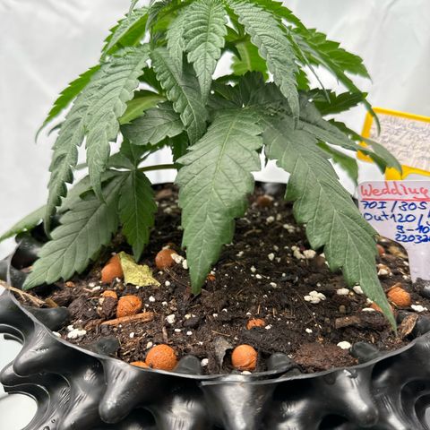 Wedding Cheesecake growlog timeline photo