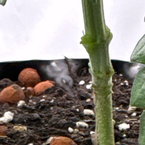 Wedding Cheesecake growlog timeline photo