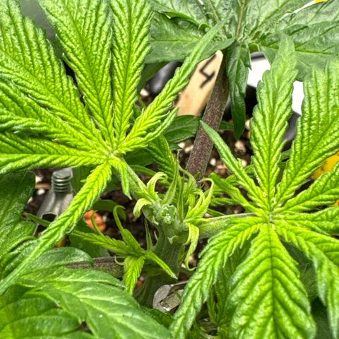 👍 Joey 4 RIP Enharda Rum  growlog timeline photo