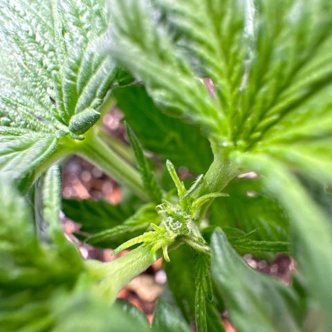 Wedding Cheesecake growlog timeline photo