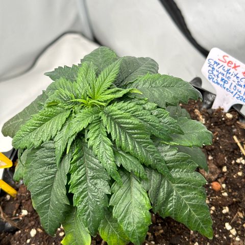 SexBud growlog photo: hmmmm 🤨 Irgendwie kommt die nicht so richtig in die Pötte und hat auch Wuchs Probleme. Das Blatt ist auch gelblich marmoriert. siehe Foto 

