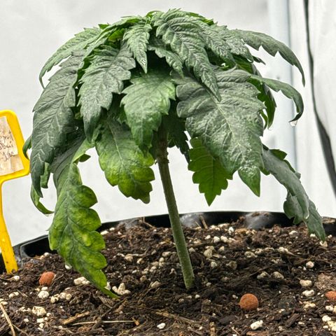 SexBud growlog photo: hmmmm 🤨 Irgendwie kommt die nicht so richtig in die Pötte und hat auch Wuchs Probleme. Das Blatt ist auch gelblich marmoriert. siehe Foto 
