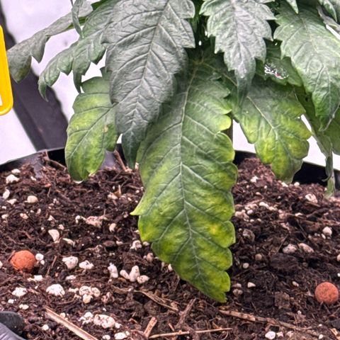 SexBud growlog timeline photo