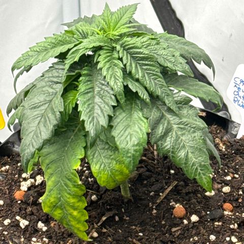 SexBud growlog timeline photo
