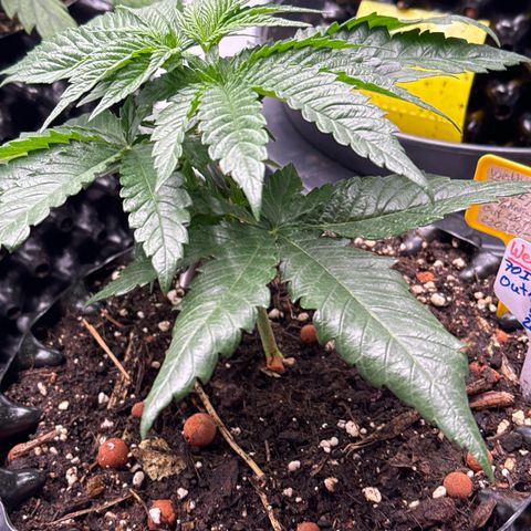 Wedding Cheesecake growlog photo:  Sehr dunkelgrüne Blätter und leichte klauen Bildung der unteren Blätter