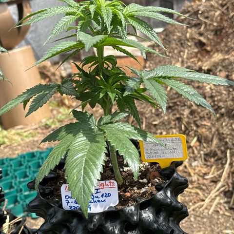 Northern Lights growlog photo:  Der erste Tag AAuto. Und die Mädels sind richtig hübsch  😊🫠