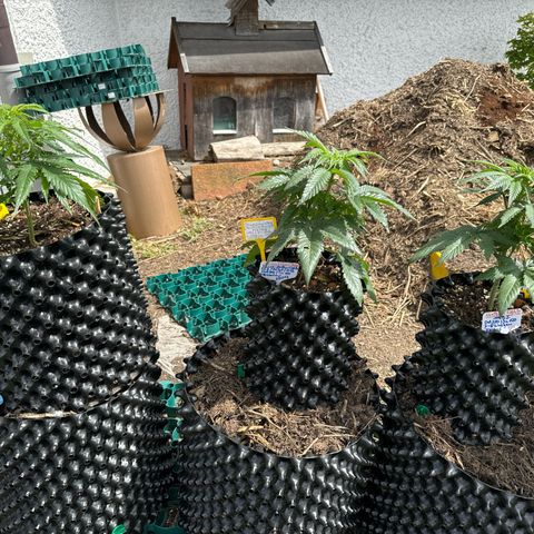 Northern Lights growlog timeline photo