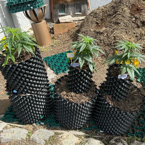 Northern Lights growlog timeline photo
