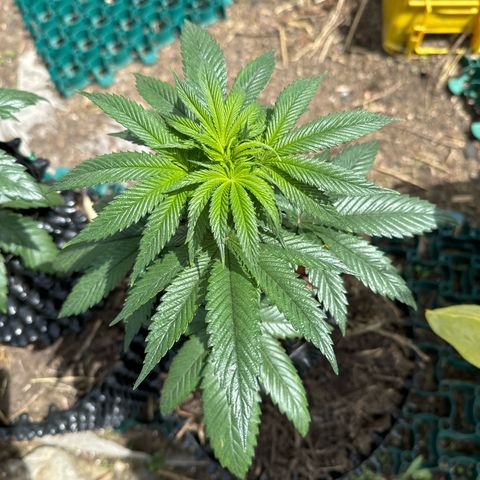 Northern Lights growlog photo:  Der erste Tag AAuto. Und die Mädels sind richtig hübsch  😊🫠