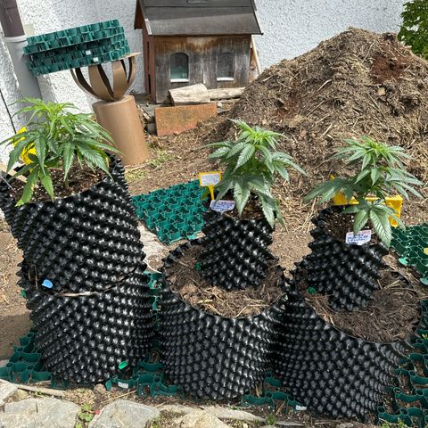 Shining Silver Haze growlog photo:  Der erste Tag Outdoor und die Mädels sind richtig hübsch . 🫶🫠😊
