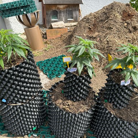 Shining Silver Haze growlog photo:  Der erste Tag Outdoor und die Mädels sind richtig hübsch . 🫶🫠😊