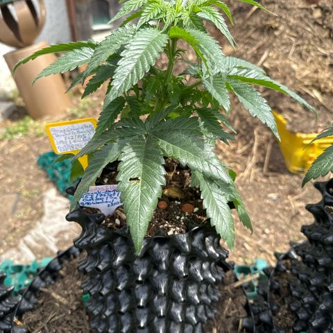 Shining Silver Haze growlog photo:  Der erste Tag Outdoor und die Mädels sind richtig hübsch . 🫶🫠😊