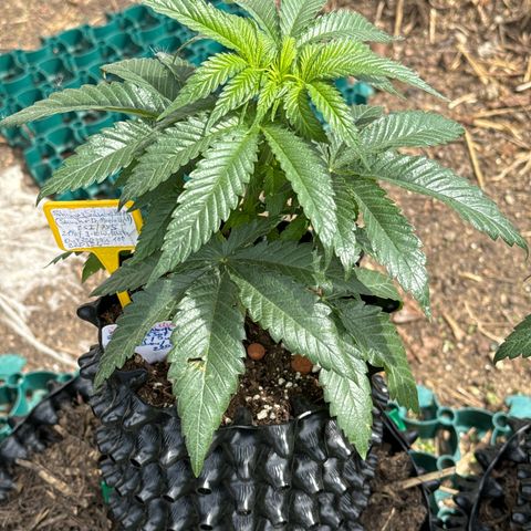 Shining Silver Haze growlog photo:  Der erste Tag Outdoor und die Mädels sind richtig hübsch . 🫶🫠😊