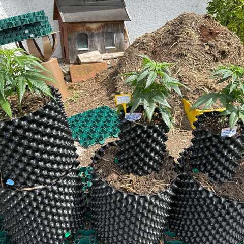 👍 Joey 5 RIP Enharda Rum  growlog photo:  Der erste Tag Outdoor und die Mädels sind richtig hübsch . 🫶🙃🫠