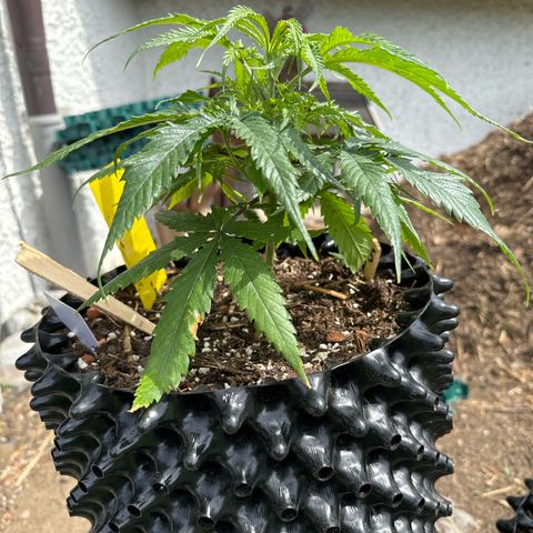 👍 Joey 5 RIP Enharda Rum  growlog photo:  Der erste Tag Outdoor und die Mädels sind richtig hübsch . 🫶🙃🫠