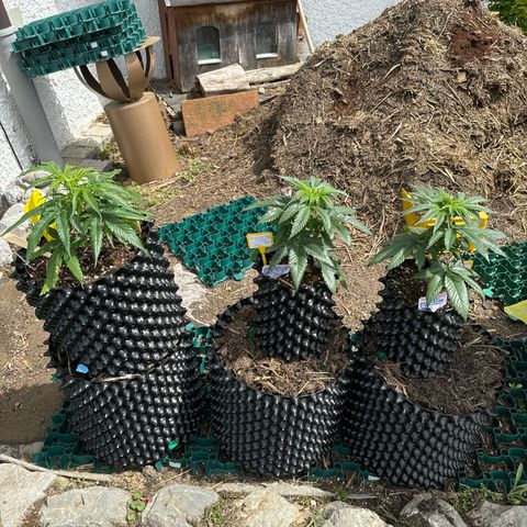 👍 Joey 5 RIP Enharda Rum  growlog photo:  Der erste Tag Outdoor und die Mädels sind richtig hübsch . 🫶🙃🫠