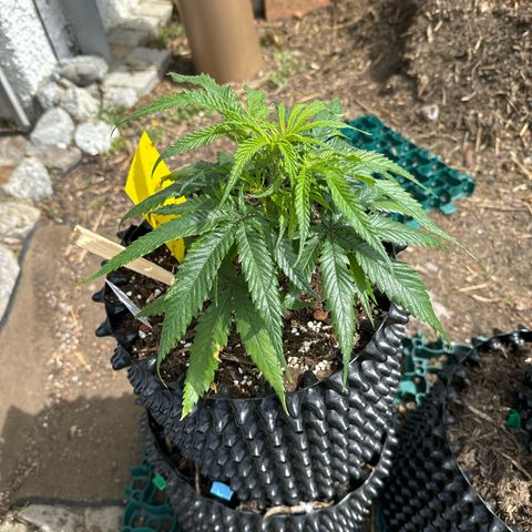 👍 Joey 5 RIP Enharda Rum  growlog photo:  Der erste Tag Outdoor und die Mädels sind richtig hübsch . 🫶🙃🫠
