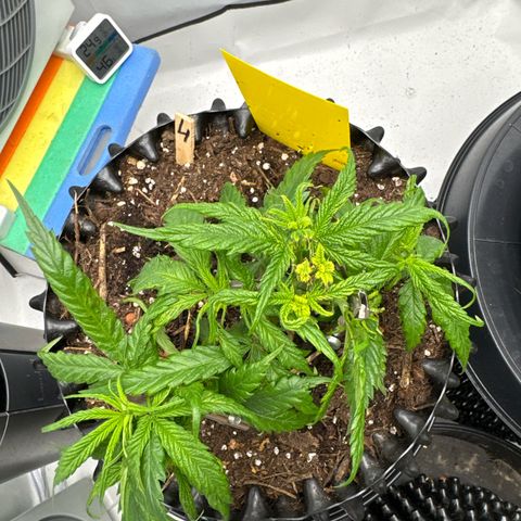 👍 Joey 4 RIP Enharda Rum  growlog photo:  Alarmzustand. Habe alle großen und trockenen, bröselig Blätter weggeschnitten und etwas Wasser gegeben.