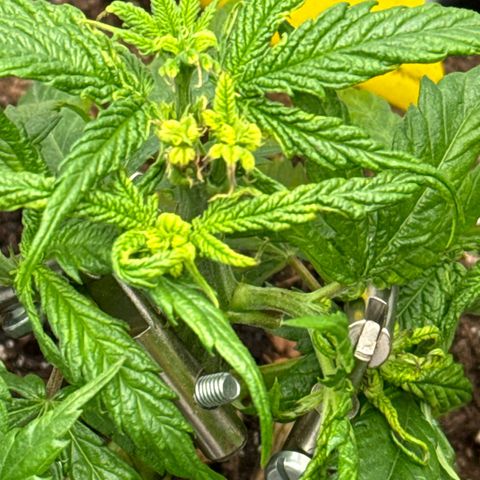 👍 Joey 4 RIP Enharda Rum  growlog photo:  Alarmzustand. Habe alle großen und trockenen, bröselig Blätter weggeschnitten und etwas Wasser gegeben.