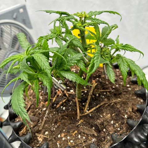 👍 Joey 4 RIP Enharda Rum  growlog photo:  Alarmzustand. Habe alle großen und trockenen, bröselig Blätter weggeschnitten und etwas Wasser gegeben.