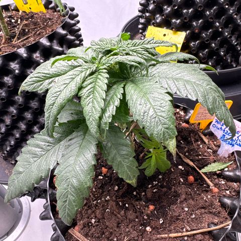 Wedding Cheesecake growlog photo:  Die unterste Etage und etwas angekräuselten, vertrockneten Blatt spitzen abgeschnitten