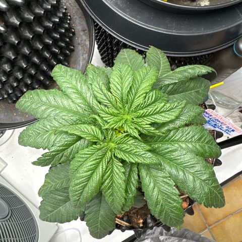Wedding Cheesecake growlog photo:  Die unterste Etage und etwas angekräuselten, vertrockneten Blatt spitzen abgeschnitten