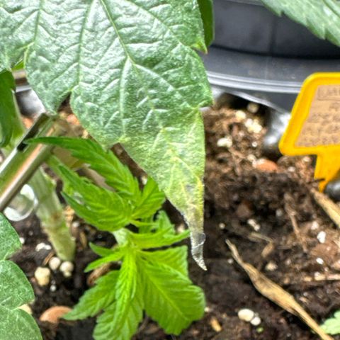 Wedding Cheesecake growlog photo:  Die unterste Etage und etwas angekräuselten, vertrockneten Blatt spitzen abgeschnitten