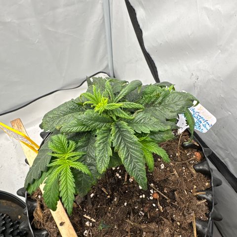 SexBud growlog photo:  Die unterste Etage und etwas angekräuselten, vertrockneten Blatt spitzen abgeschnitten. die ganze Pflanze hat die Optik einer Trauerweide. 
