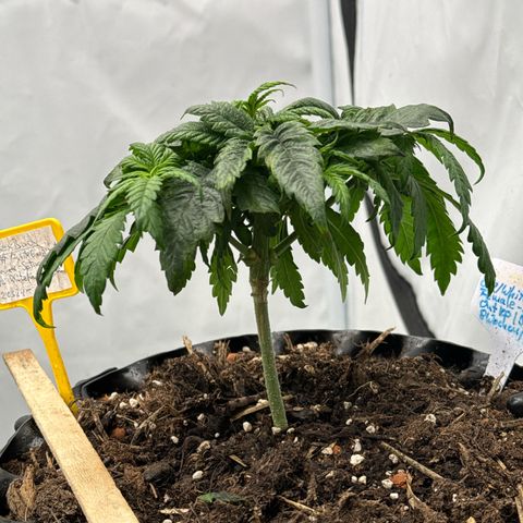 SexBud growlog photo:  Die unterste Etage und etwas angekräuselten, vertrockneten Blatt spitzen abgeschnitten. die ganze Pflanze hat die Optik einer Trauerweide. 