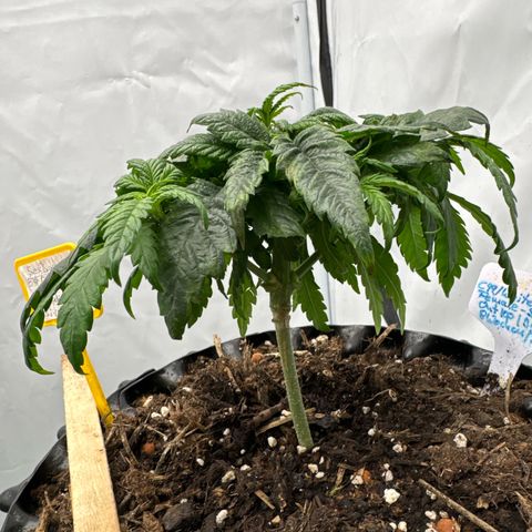 SexBud growlog photo:  Die unterste Etage und etwas angekräuselten, vertrockneten Blatt spitzen abgeschnitten. die ganze Pflanze hat die Optik einer Trauerweide. 
