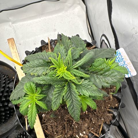 SexBud growlog photo:  Die unterste Etage und etwas angekräuselten, vertrockneten Blatt spitzen abgeschnitten. die ganze Pflanze hat die Optik einer Trauerweide. 