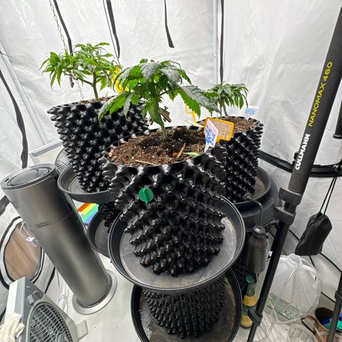 Wedding Cheesecake growlog timeline photo