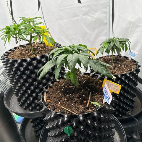 Wedding Cheesecake growlog timeline photo