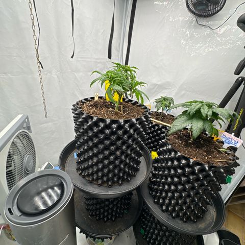 Wedding Cheesecake growlog timeline photo