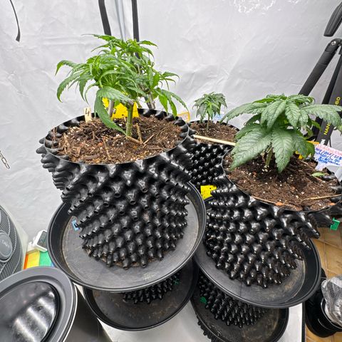 👍 Joey 4 RIP Enharda Rum  growlog timeline photo