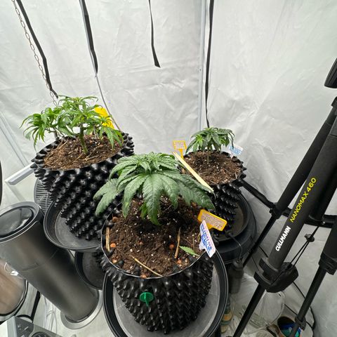 👍 Joey 4 RIP Enharda Rum  growlog timeline photo