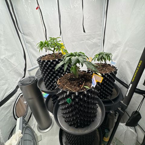 👍 Joey 4 RIP Enharda Rum  growlog timeline photo