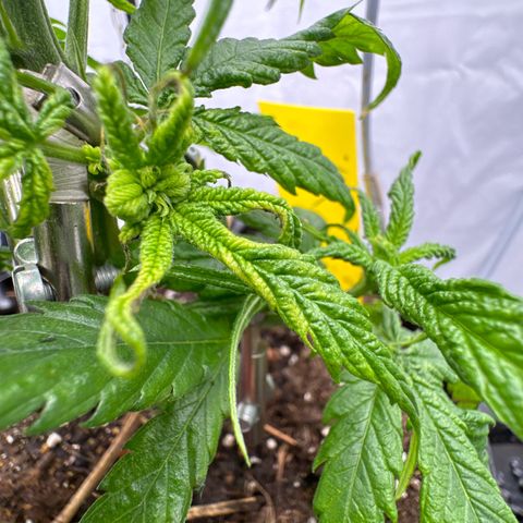 👍 Joey 4 RIP Enharda Rum  growlog timeline photo