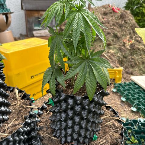 Northern Lights growlog timeline photo