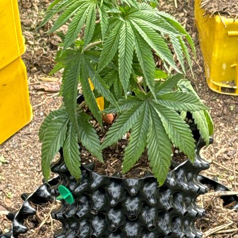 Northern Lights growlog timeline photo
