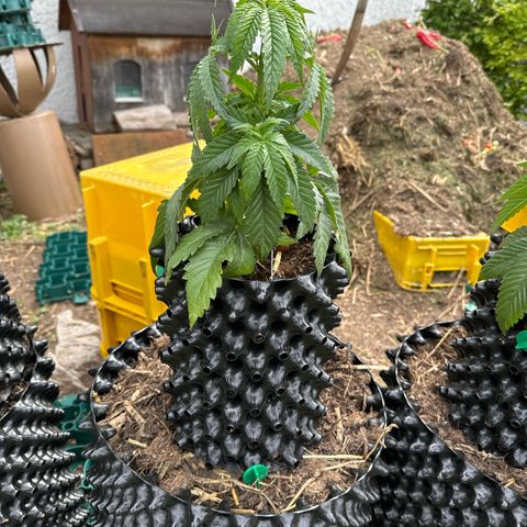 Shining Silver Haze growlog timeline photo