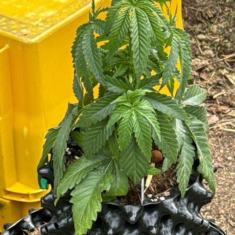 Shining Silver Haze growlog timeline photo