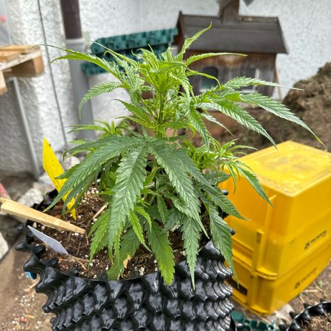 👍 Joey 5 RIP Enharda Rum  growlog timeline photo