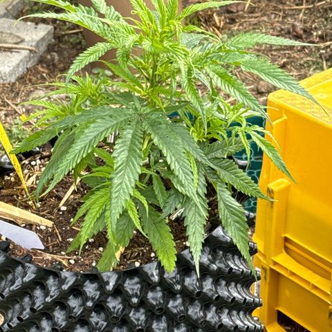👍 Joey 5 RIP Enharda Rum  growlog timeline photo